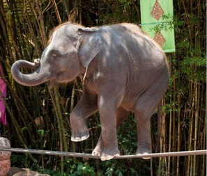 Elephant tightrope