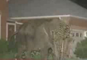 Video Clip Elephant Escapes 