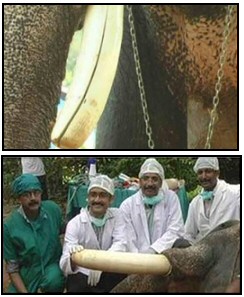 Funny Elephant Dentist Story