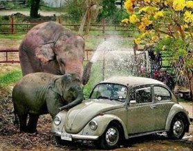 Jumbo Car Wash - Elephant