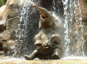 Elephant picture - calf spouting water