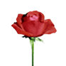 English red rose emblem