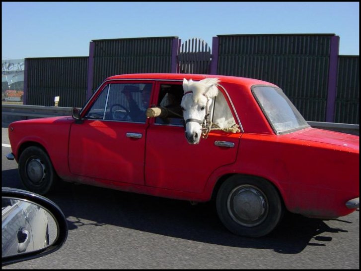 Red Ferrari Car. Funny pictures about a horse in a Ferrari? - Funny Jokes Red Ferrari Car. Funny pictures about a horse in a Ferrari? - Funny Jokes