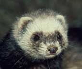 Ferret - What a hotel in York keeps in its wine cellar