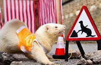 Ferret Internet Cable Hoax