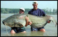 Fishy Tales - Big one that nearly got away