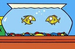 Amusing fish tales