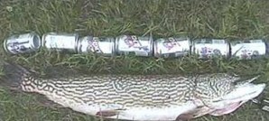 Funny fish cans