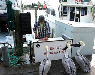 Clever Pelicans - Asking for the Best Fishing Grounds