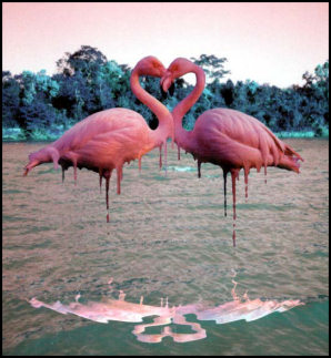 Animal Collective Nouns - Flamingo