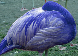 Blue flamingo