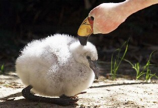 Flamingo chick