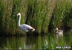 flamingo escapee