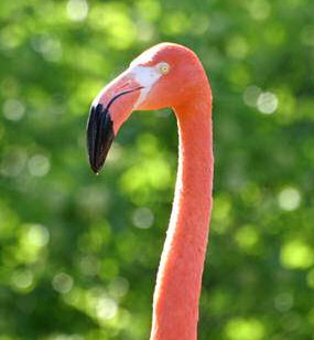 Cheeky Flamingo - carotene from eating shrimps