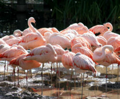 flamingos Natural History