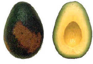 Avocado reduces cholesterol
