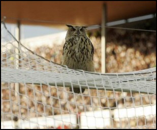 Football Owl