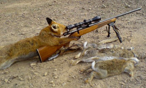 Fox Hunting Rabbits