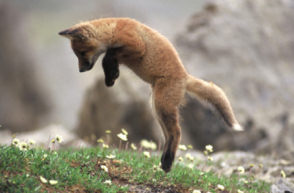 Fox Jumping - funny picture