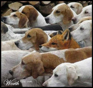 dog fox picture
