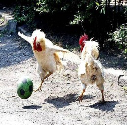 French Team Training