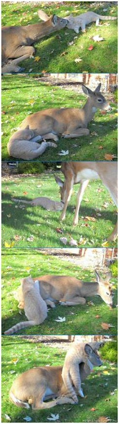 Bambi with Rabbit