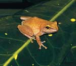 Noisy coqui frog