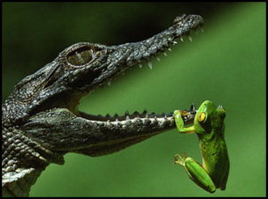 funny frog pictures - with crocodile