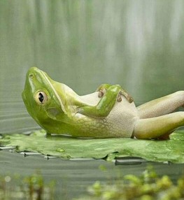 Frog relaxing