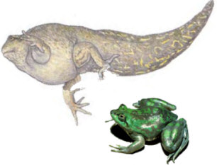 Paradox Frog Pseudis paradoxa - Type 2 diabetes