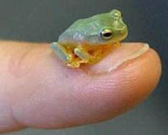 Frog thumb