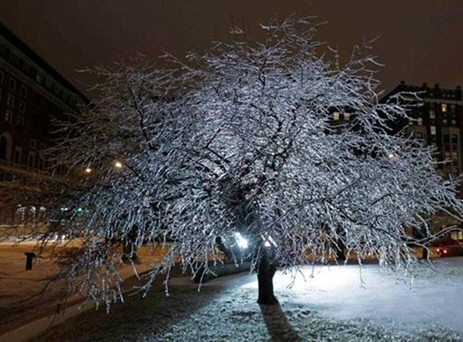 Frozen Tree