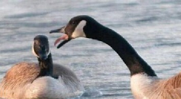 Goose Stories Interesting Facts - Funny Jokes