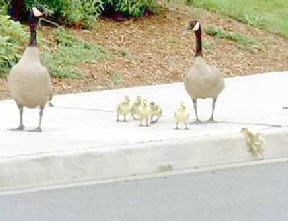 Goose Picture