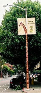 Funny picture of giraffe
