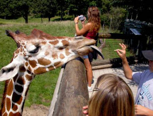 Feed the giraffe