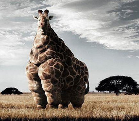 Giraffe McDonalds