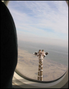 Giraffe in airplane