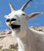 Funny Old Goat