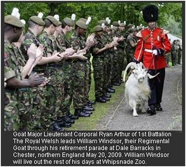 Army goat retires