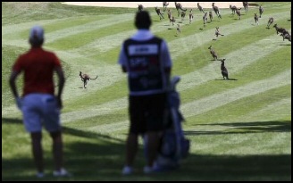 Hare interrupts golf