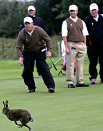 Hare interrupts golf
