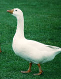 Michaelmas Goose