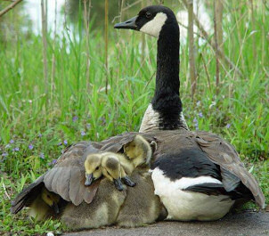 Goslings