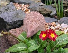 Pink or Albino Hedgehog