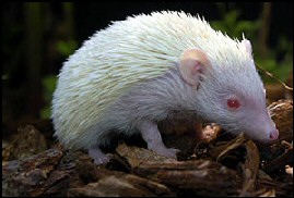 Albino Hedgehog