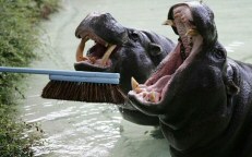 Hippo - cleaning teeth