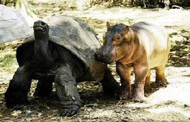 Hippo and Tortoise