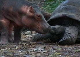 Hippo and Tortoise