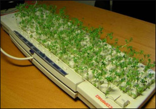 Practical joke, keyboard plants.